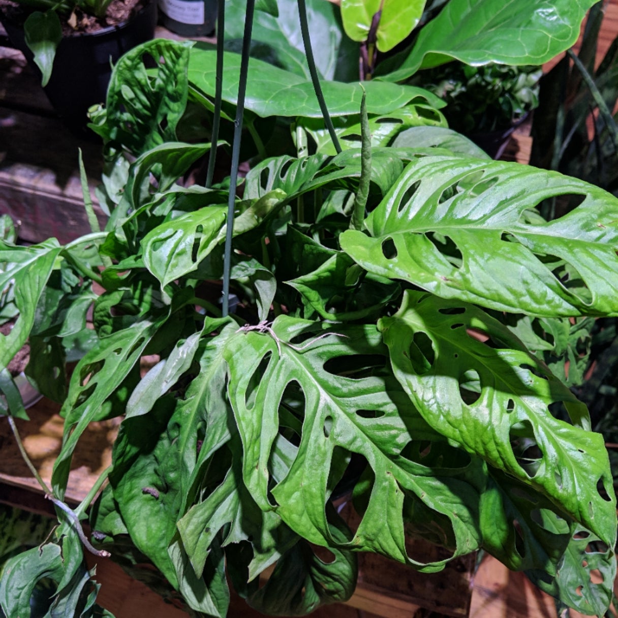 monstera siam mint Monstera Siam Mint  Jolaplants