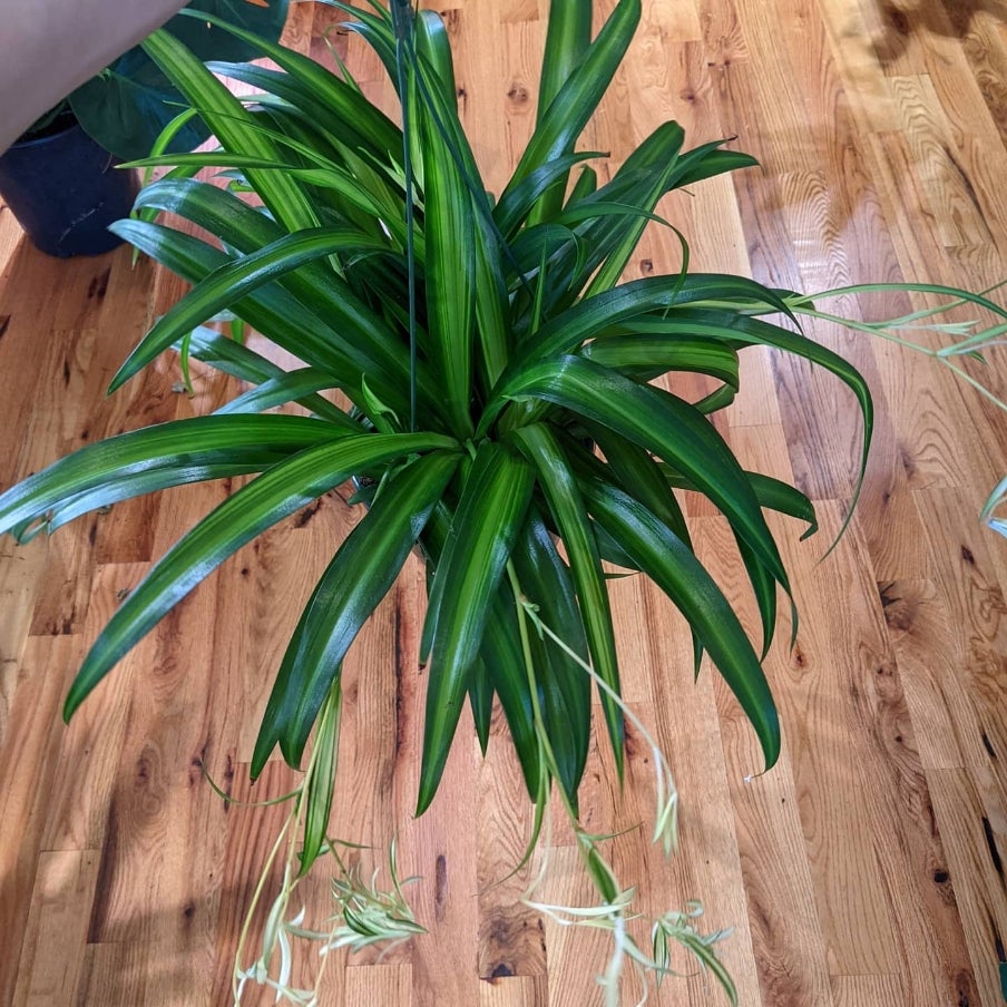 spider-plant-hawaiian-back-alley-house-plants