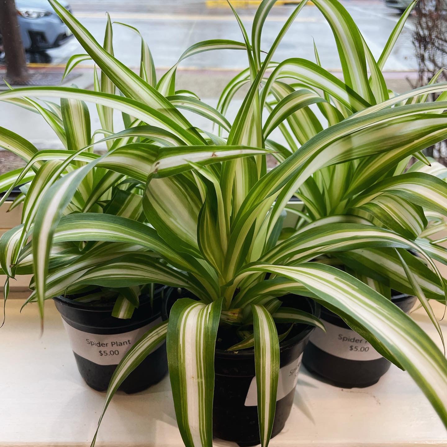 Spider Plant