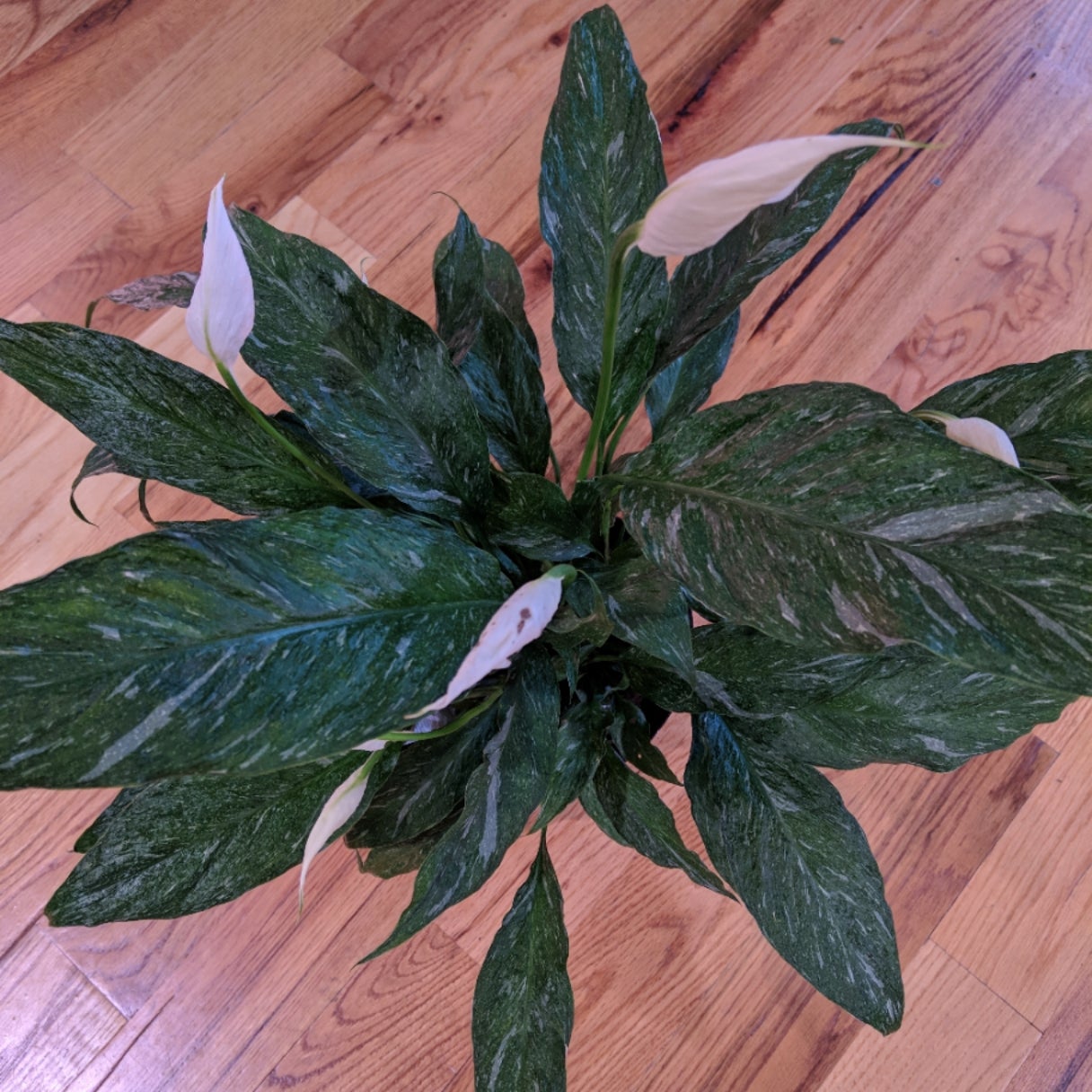 peace-lily-domino-back-alley-house-plants
