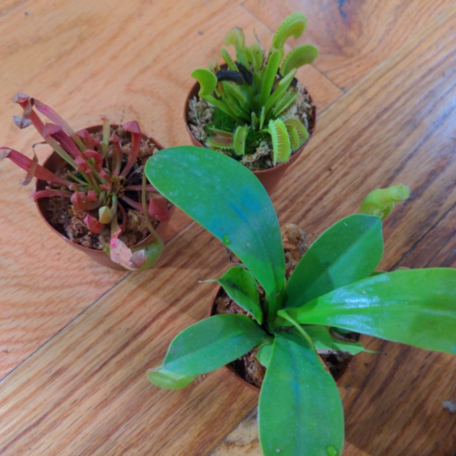 Carnivorous | Back Alley House Plants