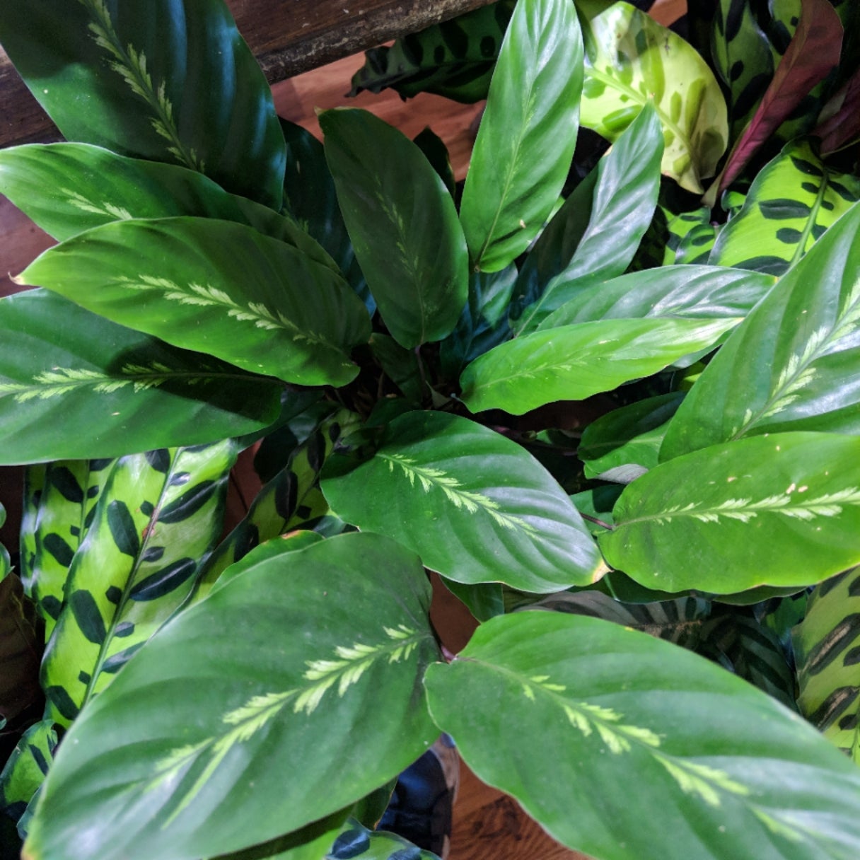 drachenbaum song of jamaica Pleomele