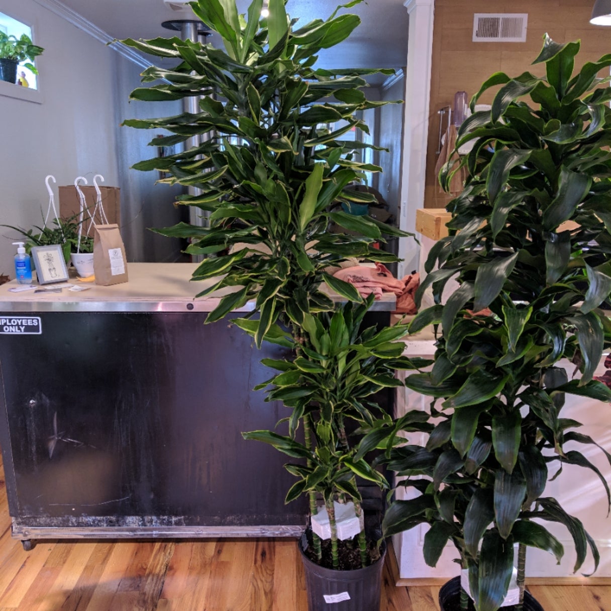 Dracaena Gold Coast | Back Alley House Plants