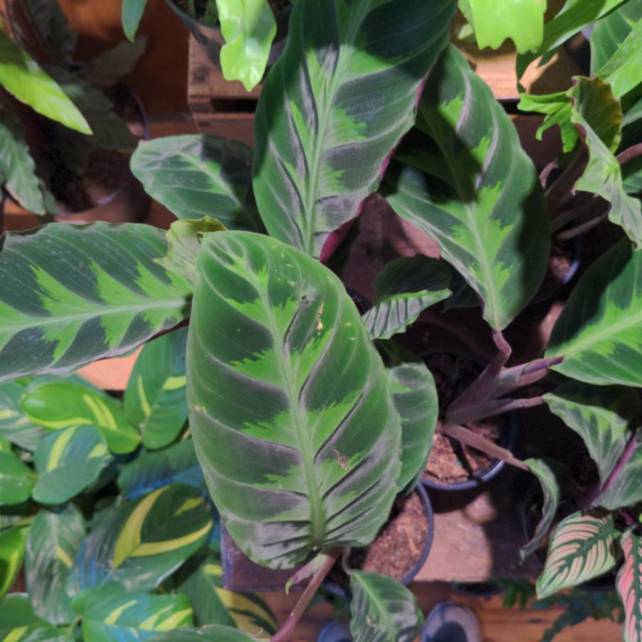 Calathea Warscewiczii Jungle Velvet | Back Alley House Plants