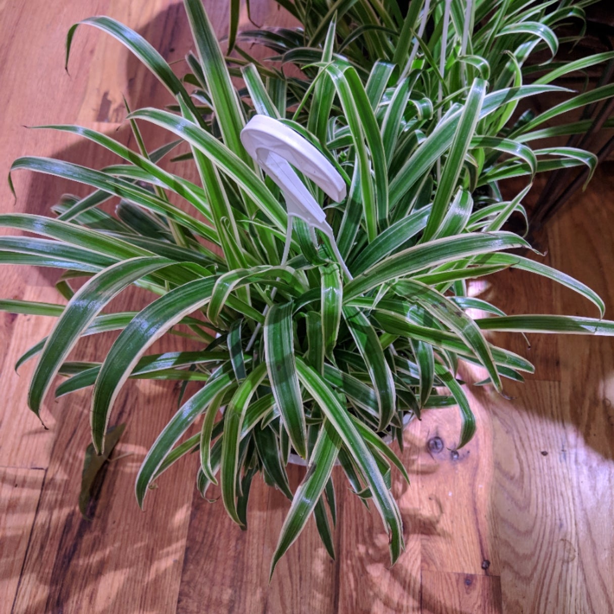 Spider Plant 'Irish